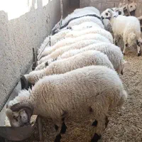 بره چاق