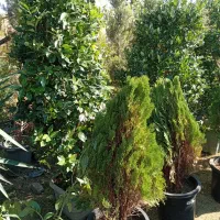 عرضه مستقیم گل و گیاه بیرونی. عمده ای وتکی|خدمات باغبانی و درختکاری|شاهدشهر, |دیوار