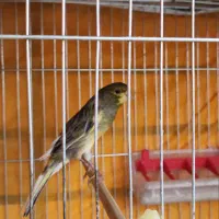 قناری و  گلبسر  و  سهره