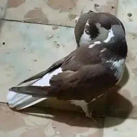 قیرمیزی سیاه ( شیخی ) نقش و جوان نر و ماده