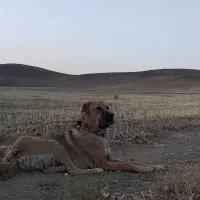 ماده افغان