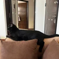 گربه گمشده|حیوانات|اصفهان, مصلی|دیوار