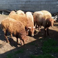 گوسفندبره نر|حیوانات مزرعه|جویبار, |دیوار