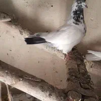 کله دوچکه بالارو مایه