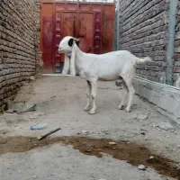 بز و نربز گلابی|حیوانات مزرعه|خاش, |دیوار