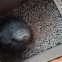 جفت عروس هلندی