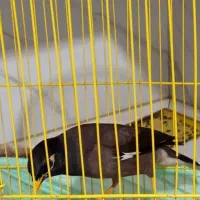 مرغ مینا سخنگو