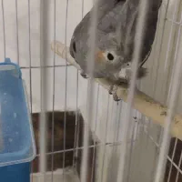 عروس هلندی ماده