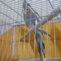 کوتوله ماده وعروس|پرنده|سبزوار, قصبه شرقی|دیوار