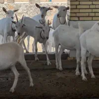 بزغاله ماده سانن ۶ ماهه