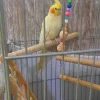 عروس هلندی با قفس|پرنده|پاکدشت, پاکدشت (مامازند)|دیوار