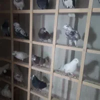 کبوتر پرشی|پرنده|کرج, کمال‌شهر|دیوار