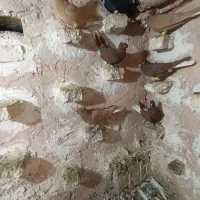 ۷تا ماده دم سفید|پرنده|اسفراین, |دیوار