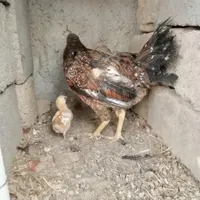 مرغ و خروس و جوجه|حیوانات مزرعه|زاهدان, |دیوار