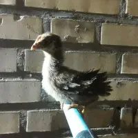 جوجه|حیوانات مزرعه|شوشتر, |دیوار