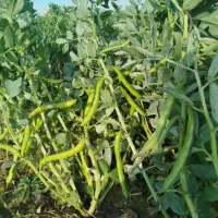 نیم هکتار باقالی (سرکرد)