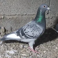 نرو ماده قره ای از خون قوی و درجه یک