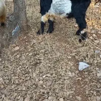 بهده تخمی روزگاری