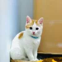 گربه ۲ ماهه خونگی خوشگل