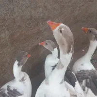 چهارعددغاز ویک عددقوغاز