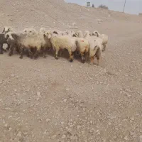 میش،شیشک،روزگاری،|حیوانات مزرعه|افزر, |دیوار