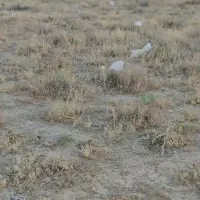 زمین مسکونی مرزیجران