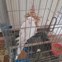 عروس هلندی