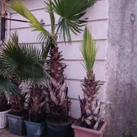 درخت پالم و انواع درختچه|گل و گیاه طبیعی|رشت, دیلمان|دیوار