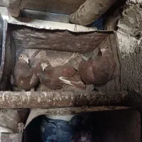 کبوتر|پرنده|گزیک, |دیوار