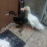 جوجه اردک