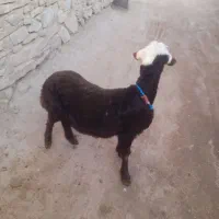 بره قوچ افشار اصل پلنگی  ۵ماه