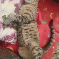 واگذاری رایگان گربه نر|گربه|فردیس, ثابتی|دیوار