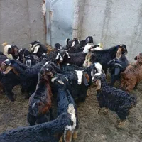 بز و بزغاله