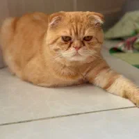 اسکاتیش نر برای جفتگیری