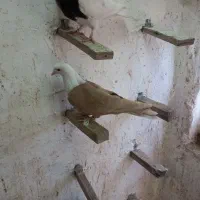 کبوتران آس|پرنده|سبزوار, جهاد کشاورزی|دیوار