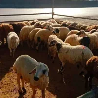 بیابان گرد گوسفند زنده خوش طعم خوش پخت بینظیر