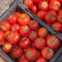 پخش تره بار|عمده‌فروشی|تهران, میدان میوه و تره‌بار مرکزی|دیوار