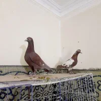 کبوترکارل میولمنز کفترپلاکی آلمانی