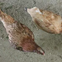 بوقلمون کرچ