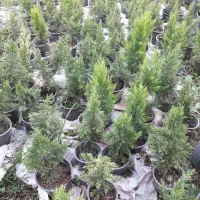 لاوسون  ویاس هلندی ۱۲
