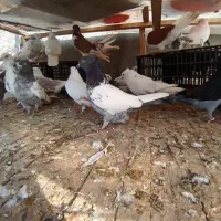 کفتر غریب شهرستان|پرنده|آمل, |دیوار