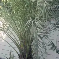 قطع و برش رایگان نخل|خدمات باغبانی و درختکاری|برازجان, |دیوار