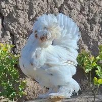 تخم مرغ نطفه دار سلطان (زینتی)