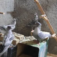 جونه نقره ای