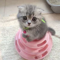 گربه اسکاتیش