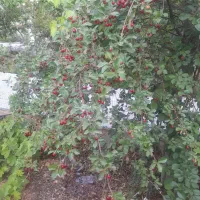 زمین مسکونی|فروش زمین و ملک کلنگی|همایجان, |دیوار