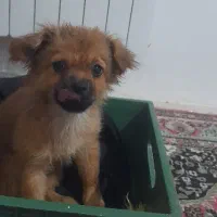 سگ پاکوتاه   باهوش و بامزه