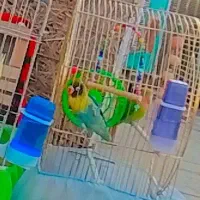 یک جفت برزیلی نژاد پابلو