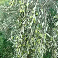 نهال گلدانی سنجد.و انواع زیتون. درجه یک صادراتی