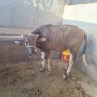 گوساله گاومیش ماده|حیوانات مزرعه|شوشتر, |دیوار
